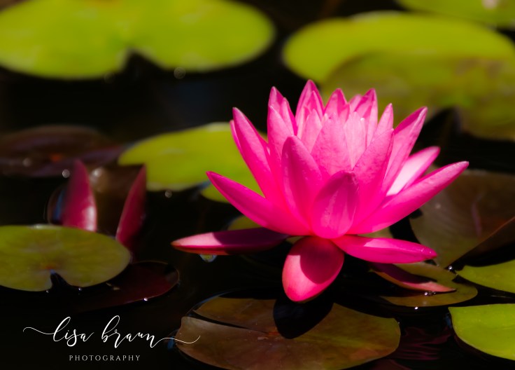 Fuscia Water Lily (1 of 1).jpg