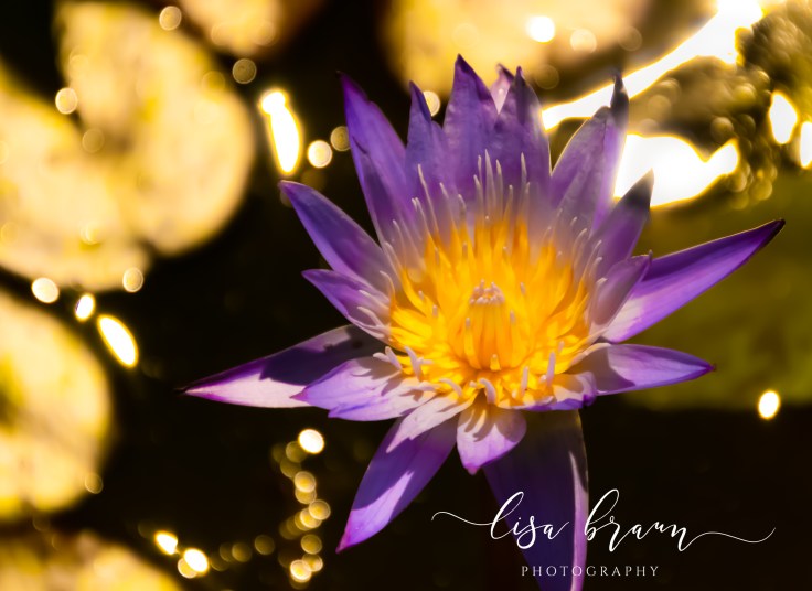 Purple Water Lily Ladew Gardens 1 of 1 (1 of 1)