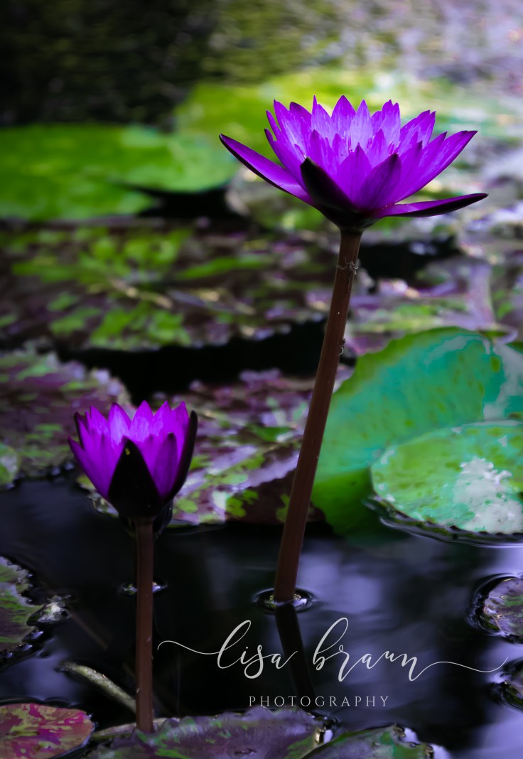 Purple Water Lilies