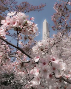 Cherry Blossoms in Bloom