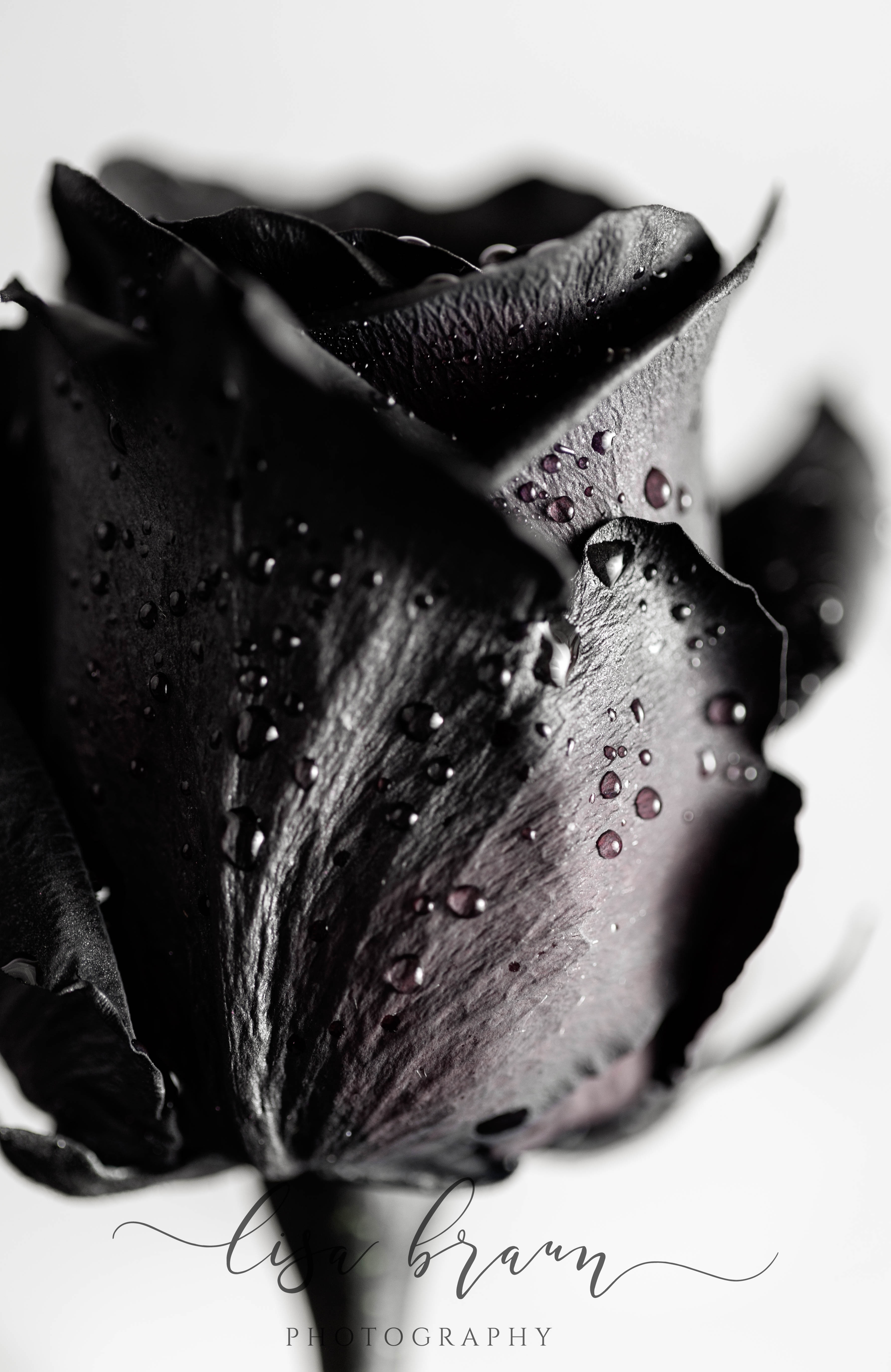 Macro Black Rose Series – Lisa Braun Photography